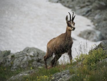 Les chamois offrent l\'apéro