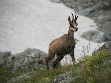 Les chamois du Galibier