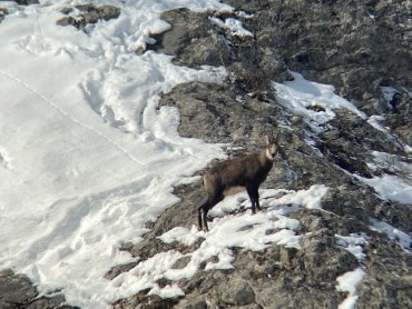 Les chamois du Galibier