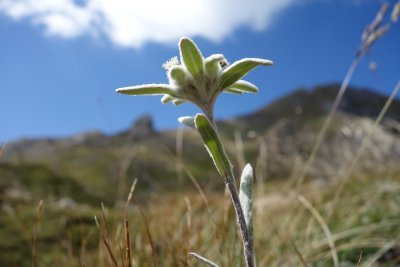 Les edelweiss et les vautours du Pic Blanc