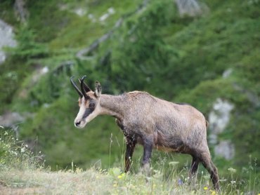 Les chamois offrent l\'apéro