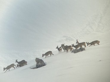 Les chamois du Galibier et le marché de pays de Valloire