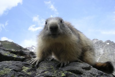 Marmots, marmottes et marmottons