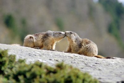 Marmots, marmottes et marmottons